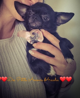 Étalon Chihuahua - Rosaline Des Petits Amours D'Arcadie