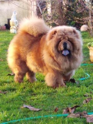 Étalon Chow Chow - Call me red in passion mi.li.pa.kennel