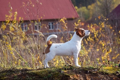 Étalon Jack Russell Terrier - CH. Iberica (Sans Affixe)