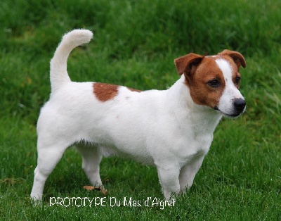 Étalon Jack Russell Terrier - Prototype du mas d'aigret