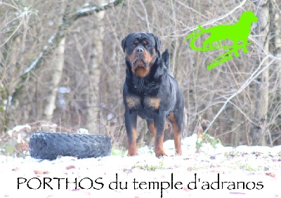 Étalon Rottweiler - Porthos du temple d'adranos