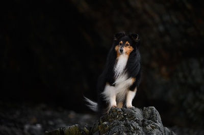 Étalon Shetland Sheepdog - Moody-moon du Cap de la Coste