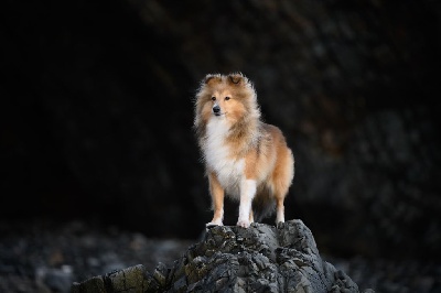 Étalon Shetland Sheepdog - Norma jean baker des Collines de Sagne