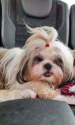 Étalon Shih Tzu - Riplay Du Domaine Du Jardin Des Roses