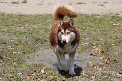 Étalon Siberian Husky - Maicka Des Brumes de Brocéliande