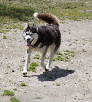 Étalon Siberian Husky - Odyssee (Sans Affixe)