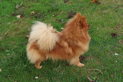 Étalon Spitz allemand - Pom pom girl du Diamant d'Or