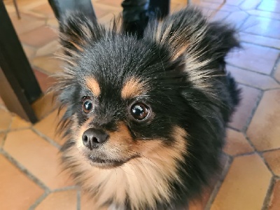 Étalon Spitz allemand - belle boule de marie Olli ii