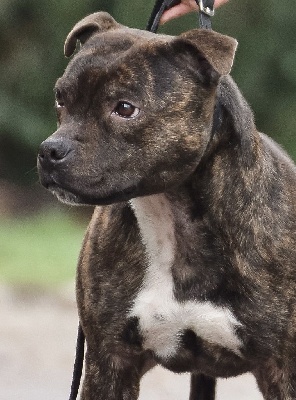 Étalon Staffordshire Bull Terrier - Lalie's Niños Partajavek killy rena