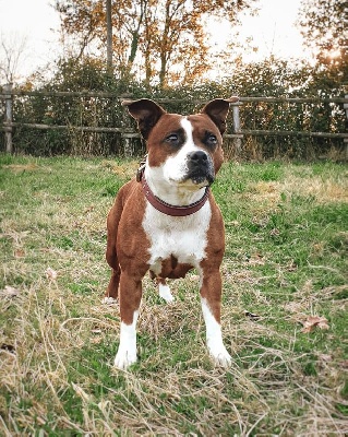 Étalon Staffordshire Bull Terrier - Naughty girl Of The Warriors Red Skins