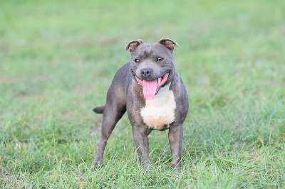 Étalon Staffordshire Bull Terrier - Ryanna Little Bluedog