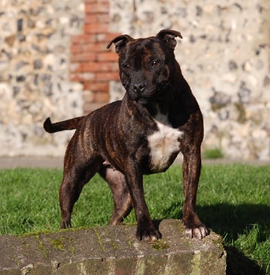 Étalon Staffordshire Bull Terrier - Roxane Of The Golden's Crew