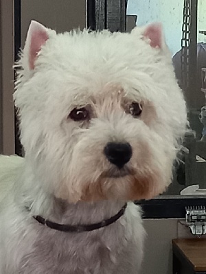 Étalon West Highland White Terrier - Poukie star de Lady Pendora