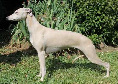 Étalon Whippet - Pacific gold of verywhip