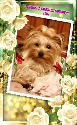 Étalon Yorkshire Terrier - Romance d'amour du paradis de l'isle