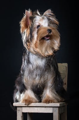 Étalon Yorkshire Terrier - Amberstill Ragga muffin