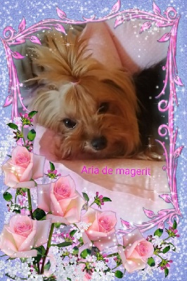Étalon Yorkshire Terrier - Aria de magerit