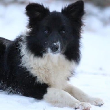 Herds Of Scotland Shelby