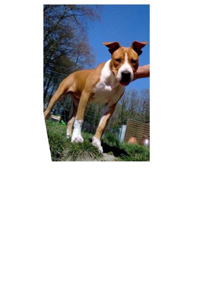 American Staffordshire Terrier - Pact Of Tribul Royale queen