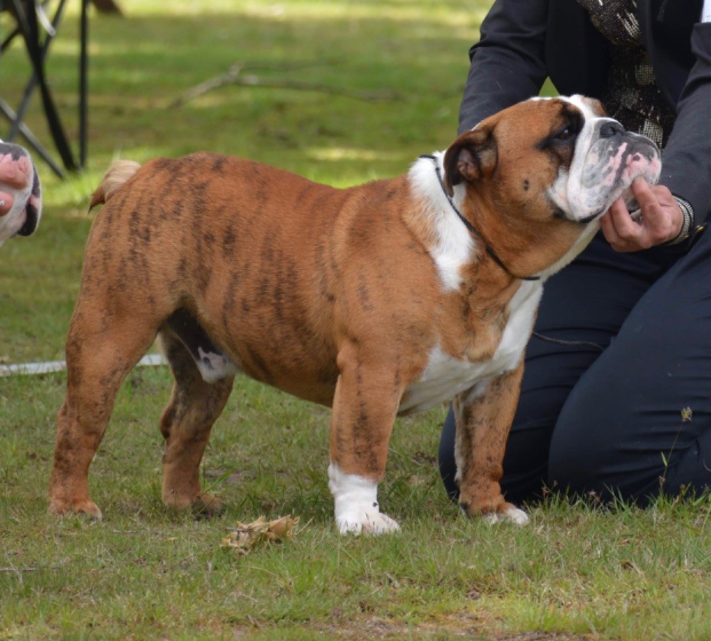 Chien Bulldog Anglais Nuits Saint Georges Des Terres D Alforie
