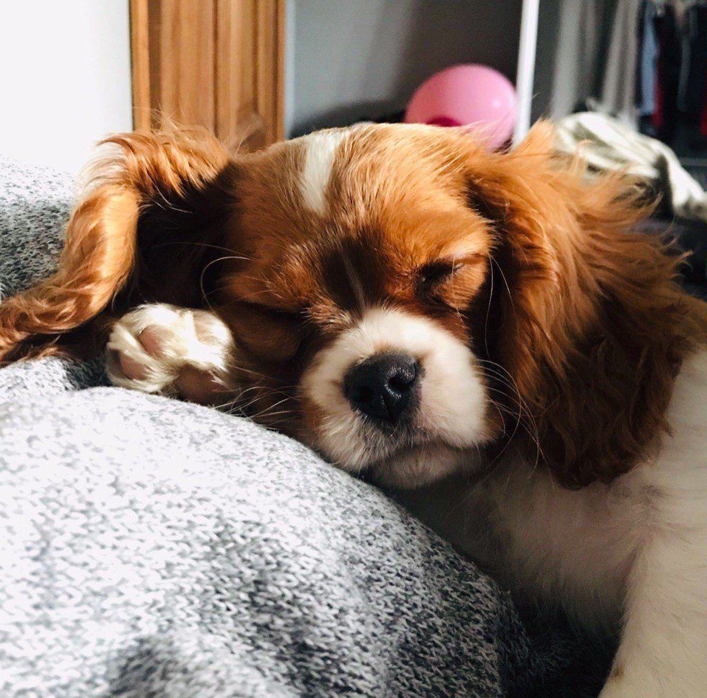 Les Cavalier King Charles Spaniel de l'affixe   de la clé aux loups