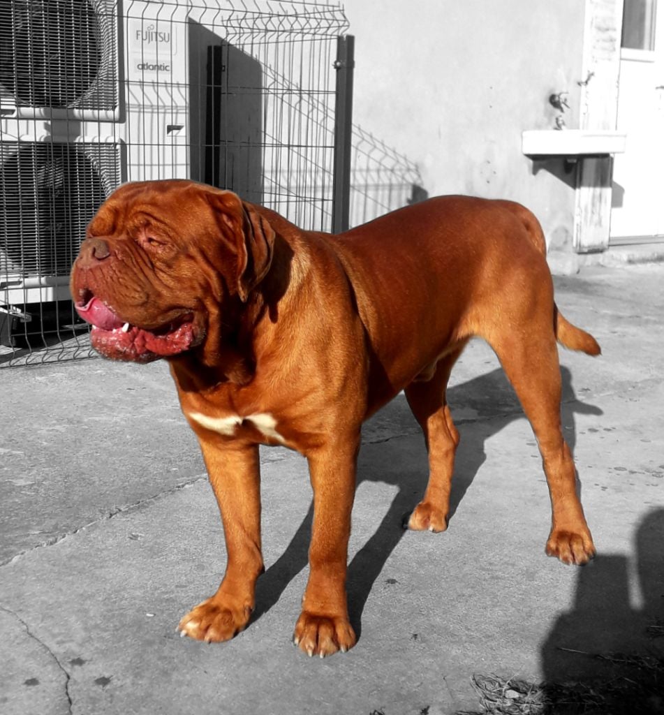 Les Dogue de Bordeaux de l'affixe   De La Forteresse Des Vaillants