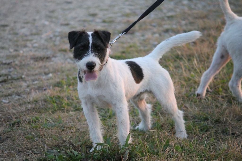 CH. nock river's Tristan