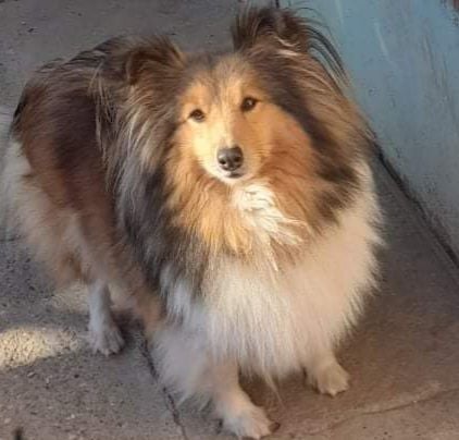 Les Shetland Sheepdog de l'affixe   des amours du Charmaix