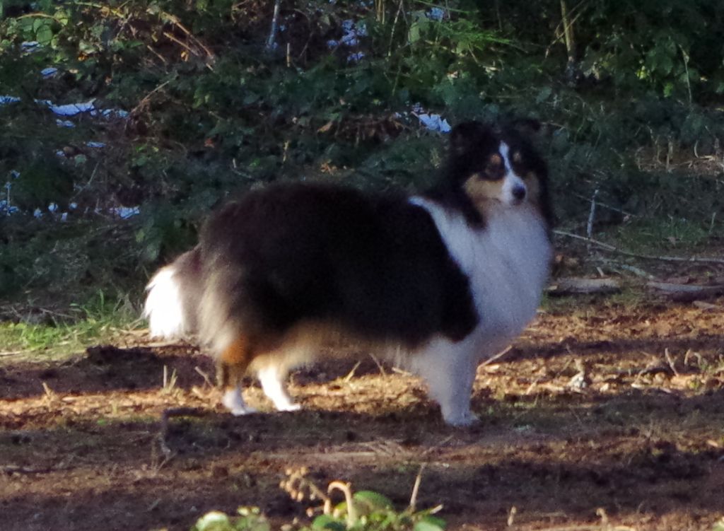 Les Shetland Sheepdog de l'affixe   Winnetou's Shadow