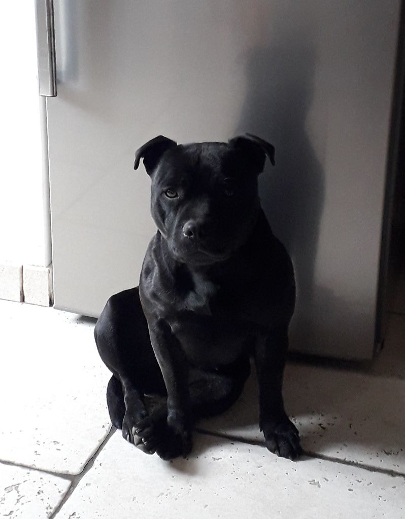 Les Staffordshire Bull Terrier de l'affixe   De La Forteresse Des Vaillants