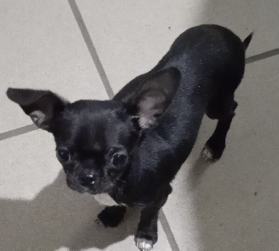 Étalon Chihuahua - Royal baccarat Des Pachas Des Cimes