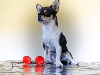Étalon Chihuahua - Oggy (Sans Affixe)