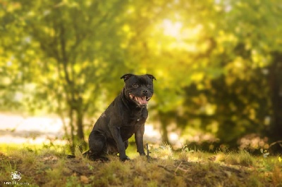 Étalon Staffordshire Bull Terrier - Staffordfire Roc wotan