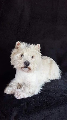 Étalon West Highland White Terrier - Jonass des O'Connelli
