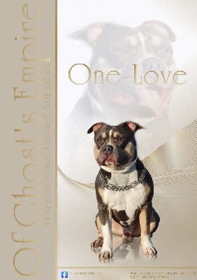 Étalon American Staffordshire Terrier - One-love (Sans Affixe)