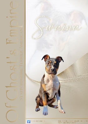 Étalon American Staffordshire Terrier - Swaina (Sans Affixe)