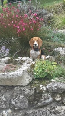 Étalon Beagle - Osmose de la vallée du loroux