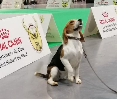 Étalon Beagle - R'mione De La Motte Bientquoise