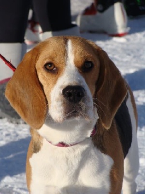 Étalon Beagle - Ola du Mont d'Ancre