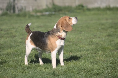 Étalon Beagle - S'mulan De La Tribu Des Hermines