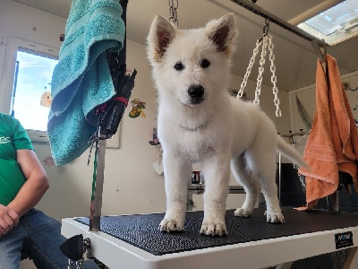 Étalon Berger Blanc Suisse - Sansa du Manoir des Anges Gardiens