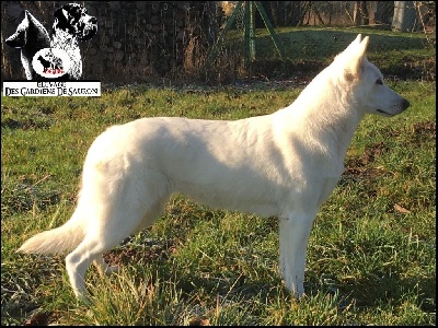 Étalon Berger Blanc Suisse - Shana Des Gardiens De Sauron