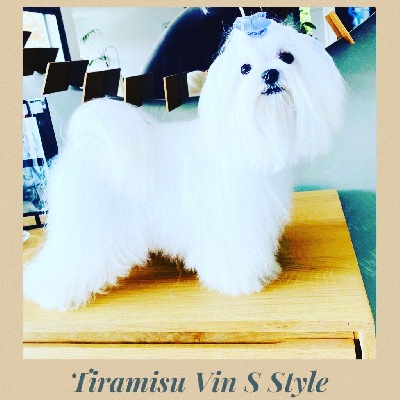 Étalon Bichon maltais - Tiramisu vin's style