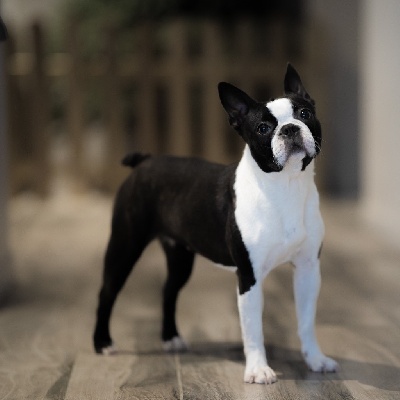 Étalon Boston Terrier - Rebelle girl Du Domaine D'Auberive