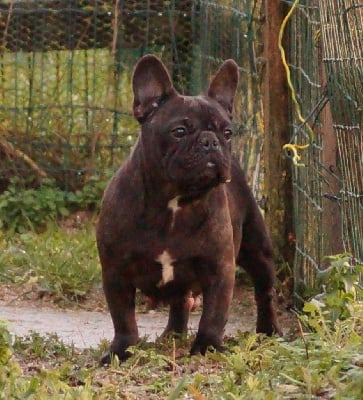Étalon Bouledogue français - Lilipop de l'ancien Presbytère
