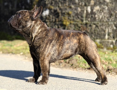 Étalon Bouledogue français - Angel fortuna drozdowic for du domaine de liana