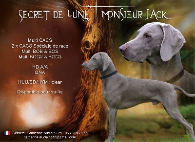 Étalon Braque de Weimar - Secret de Lune Monsieur jack