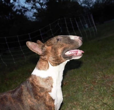 Étalon Bull Terrier - Dreams Of A Day Panaméra