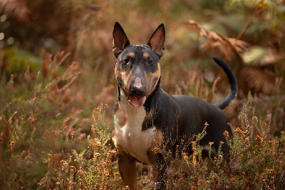 Étalon Bull Terrier - Yang de canis growth