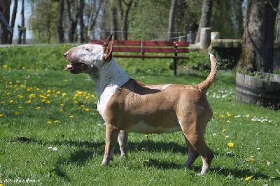 Étalon Bull Terrier - Victorious Demon In wonderland